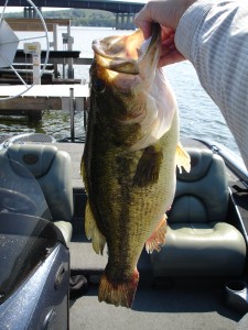 Largemouth bass